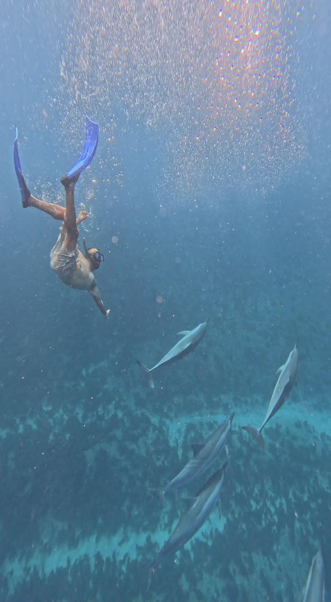 Snorkelling with spinner dolphins in clear water off Le Morne